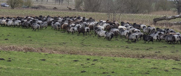 Herd of moorland sheep (Ovis aries) on pasture, Mecklenburg-Western Pomerania, Germany, Europe