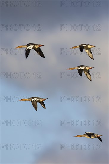 Red-breasted Merganser (Mergus serrator), small flock in flight, Laanemaa, Estonia, Europe