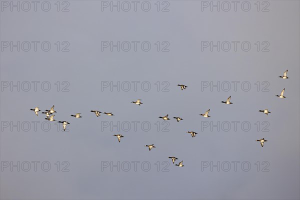 Tufted duck (Aythya fuligula), small flock in flight, Laanemaa, Estonia, Europe