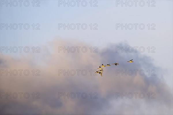 Red-breasted Merganser (Mergus serrator), small flock in flight, Laanemaa, Estonia, Europe