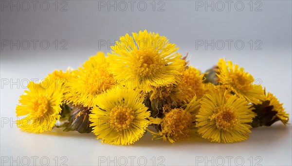 Fresh yellow coltsfoot flowers form a natural bouquet, medicinal plant coltsfoot, Tussilago farfara, KI generated, AI generated