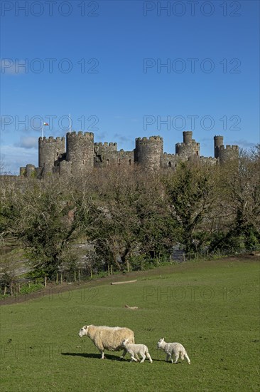 Sheep, lambs, castle, Conwy, Wales, Great Britain