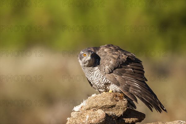 Northern goshawk (Accipiter gentilis) female, Extremadura, Castilla La Mancha, Spain, Europe