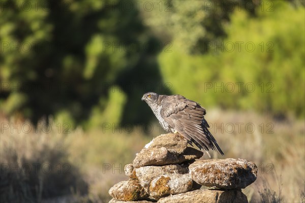 Northern goshawk (Accipiter gentilis) female, Extremadura, Castilla La Mancha, Spain, Europe