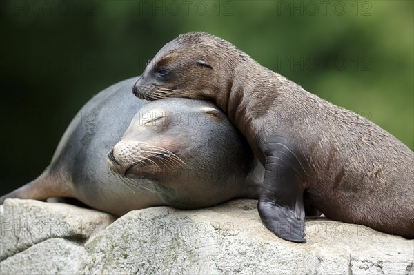 California sea lion (Zalophus californianus), An adult sea lion and a juvenile showing love and bonding while cuddling on a rock