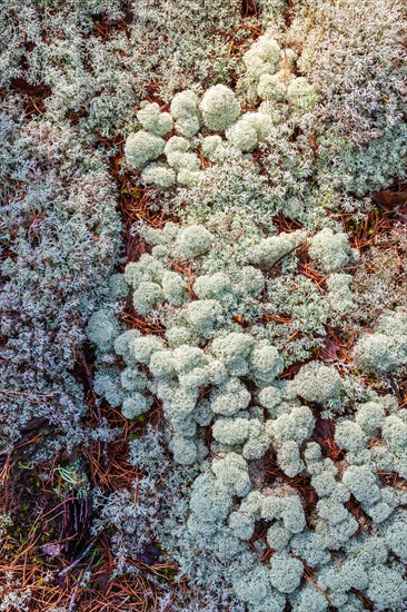 Star-tipped cup lichen (Cladonia stellaris) growing on the forest floor from above