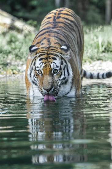 Siberian tiger (Panthera tigris altaica) stands in water and takes in water with its tongue, drinks, captive, Germany, Europe