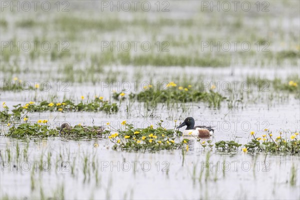 Northern Shoveler (Spatula clypeata), Lower Saxony, Germany, Europe