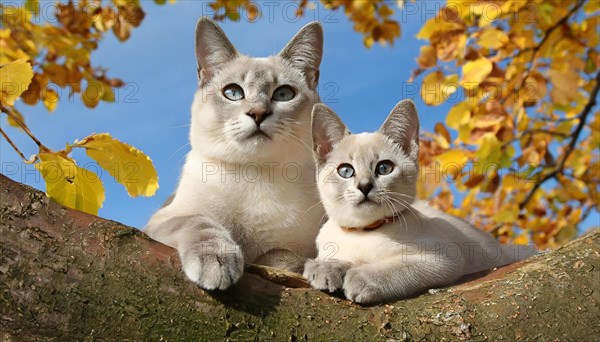 AI generated, animal, animals, mammal, mammals, cat, felidae (Felis catus), a cat and a kitten resting on a tree, autumn, seasons