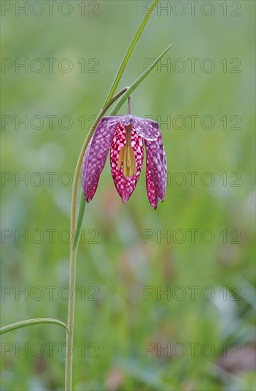 Charming chequerboard flower, spring, Germany, Europe