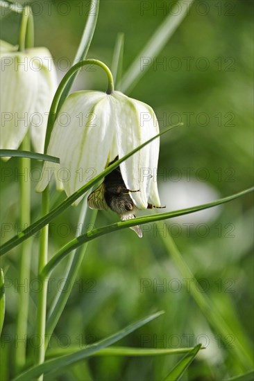 Charming chequerboard flower, spring, Germany, Europe