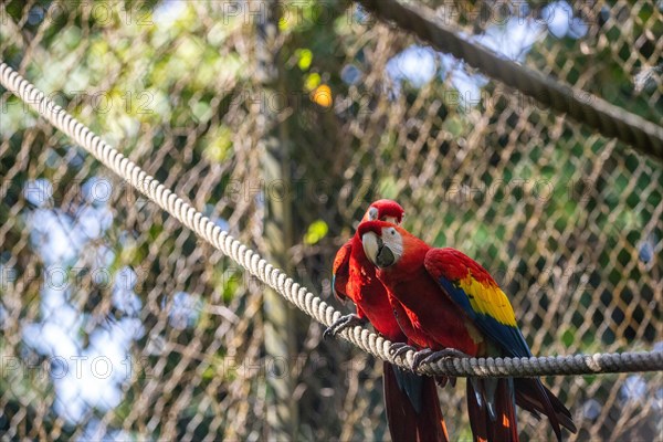 Portrait of a parrot. Beautiful shot of the animals in the forest on Guadeloupe, Caribbean, French Antilles