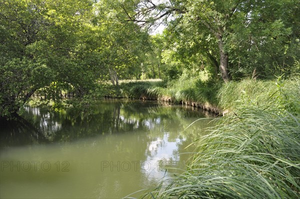 A serene river lined with lush greenery and reeds under a subtle overcast sky, Edge of the Seugne in Jonzac
