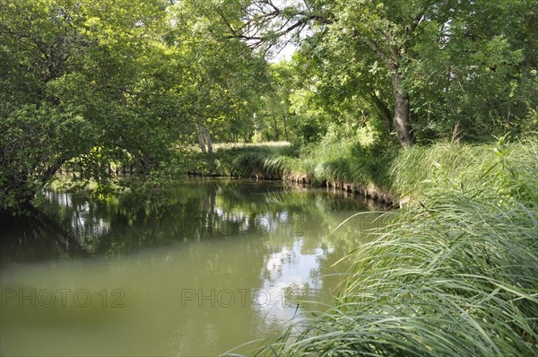 A serene river lined with lush greenery and reeds under a subtle overcast sky, Edge of the Seugne in Jonzac