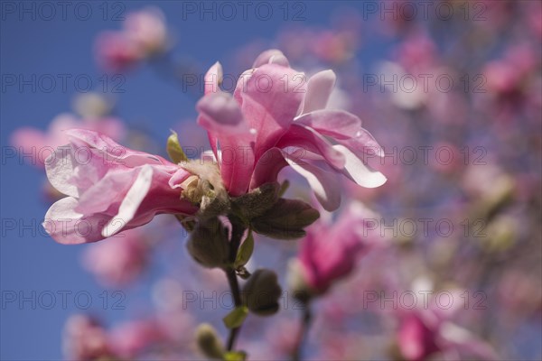 Close-up of pink and white Magnolia loebneri flower blossom in spring, Montreal, Quebec, Canada, North America