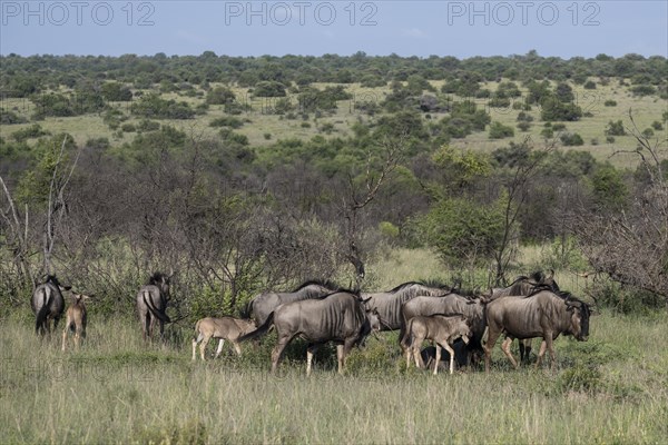 Blue wildebeest (Connochaetes taurinus) herd, Mziki Private Game Reserve, North West Province, South Africa, Africa