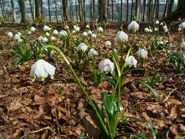 Spring snowflake, spring knot flower, Leucojum vernum, Blatthalde, Bad Duerrheim, Baden-Wuerttemberg, Germany, Europe