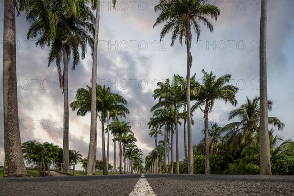 The famous palm avenue l'Allee Dumanoir. Landscape shot from the centre of the street into the avenue. Taken during a fantastic sunset. Grand Terre, Guadeloupe, Caribbean, North America