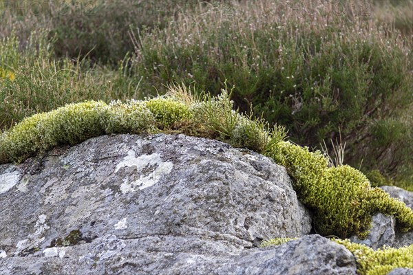 Moss growth on stone, Snowdonia National Park near Pont Pen-y-benglog, Bethesda, Bangor, Wales, Great Britain