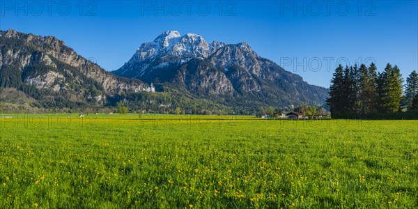 Dandelion (Taraxacum sect. Ruderalia) in spring, meadow near Hopfensee, behind it the Saeuling, 2057m, Ostallgaeu, Allgaeu, Bavaria, Germany, Europe