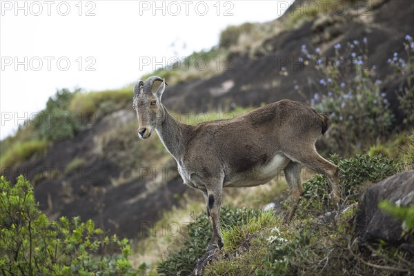 Nilgiri tahr (Nilgiritragus hylocrius, until 2005 Hemitragus hylocrius) or endemic goat species in Eravikulam National Park, Kannan Devan Hills, Munnar, Kerala, India, Asia