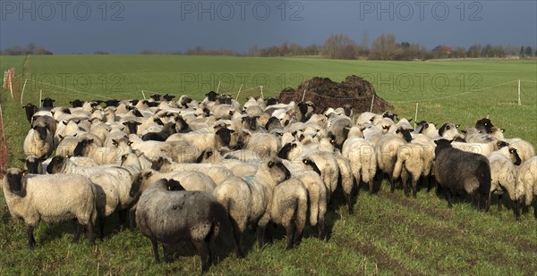 Black-headed domestic sheep (Ovis gmelini aries) waiting in the pen in front of the new pasture, Mecklenburg-Vorpommern, Germany, Europe