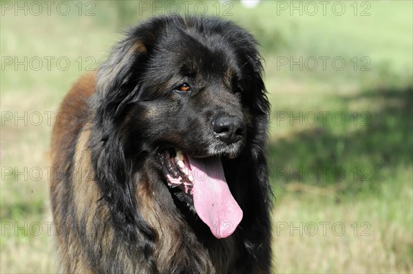 Leonberger dog, A happy looking dog with fluffy fur in a natural environment, Leonberger dog, Schwaebisch Gmuend, Baden-Wuerttemberg, Germany, Europe