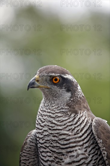 Northern goshawk (Accipiter gentilis)