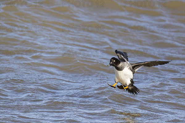 Common goldeneye (Bucephala clangula), female shortly in front of landing on the water surface, Laanemaa, Estonia, Europe