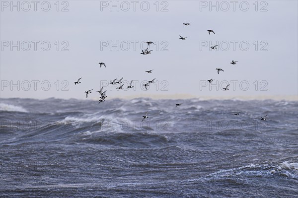 Greater scaup (Aythya marila), small flock in flight over turbulent sea, Laanemaa, Estonia, Europe