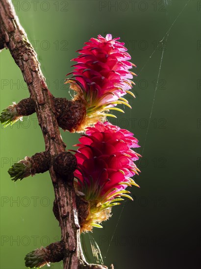 Larch (Larix decidua), female flowers on a larch branch, North Rhine-Westphalia, Germany, Europe