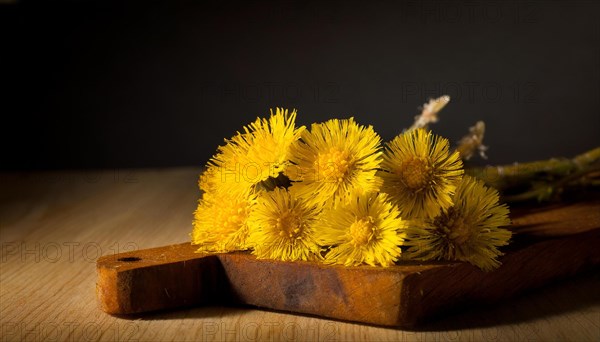 Yellow coltsfoot flowers lie on an old wooden board in front of a dark background, medicinal plant coltsfoot, Tussilago farfara, KI generated, AI generated