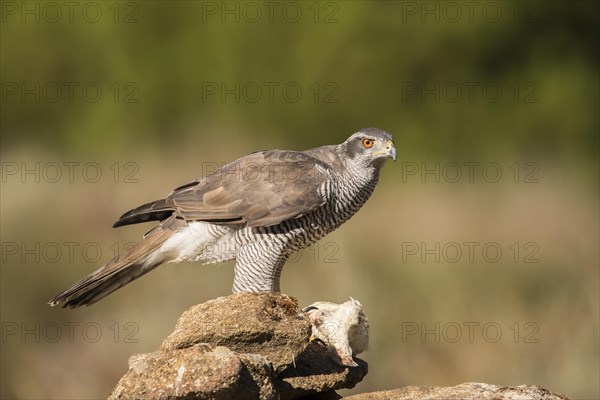 Northern goshawk (Accipiter gentilis), Extremadura, Castilla La Mancha, Spain, Europe