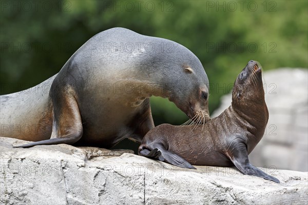 California sea lion (Zalophus californianus), An adult sea lion caring for a pup on a rock