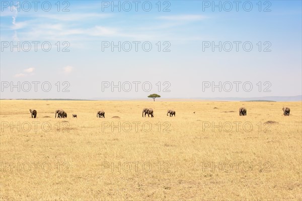 Family group with African bush elephant (Loxodonta africana) walking on the big grass savanna in Africa, Maasai mara national reserv, Kenya, Africa