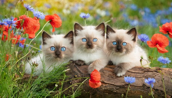 KI generated, animal, animals, mammal, mammals, cat, felidae (Felis catus), three cats resting on a tree, kittens
