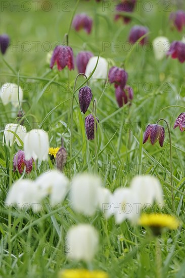 Charming chequerboard flower, spring, Germany, Europe