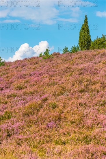 View of a hilly landscape covered with purple flowers under a blue sky with white clouds, single juniper, purple flowering broom heather or common heather (Calluna vulgaris), common juniper (Juniperus communis) or heath juniper, Niederhaverbeck, hike to Wilseder Berg, nature reserve, Lueneburg Heath nature park Park, Lower Saxony, Germany, Europe