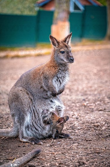 Red-necked wallaby (Macropus rufogriseus) with its offspring in the pouch, Eisenberg, Thuringia, Germany, Europe