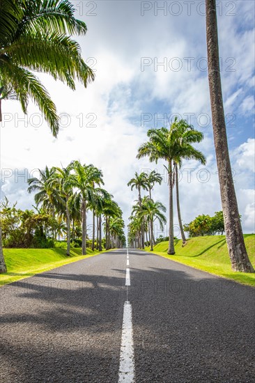 The famous palm avenue l'Allee Dumanoir. Landscape shot from the centre of the street into the avenue. Taken on a changeable day on Grand Terre, Guadeloupe, Caribbean, North America