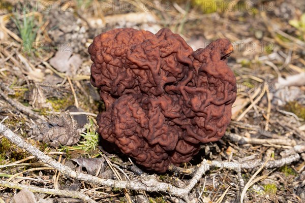 Spring Lorikeet maroon brain-like fruiting body in needle litter