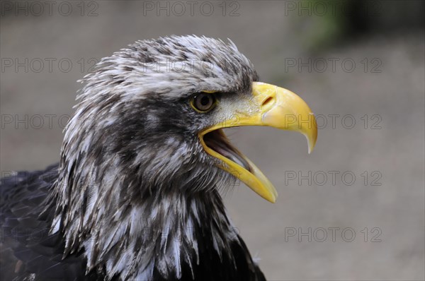 Bald eagle, Haliaeetus leucocephalus, A bald eagle calls with its beak open, captured in front of blurred greenery, Captive, Fuerstenfeld Monastery, Fuerstenfeldbruck, Bavaria, Germany, Europe