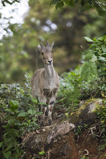 Nilgiri tahr (Nilgiritragus hylocrius, until 2005 Hemitragus hylocrius) or endemic goat species in Eravikulam National Park, juvenile, Kannan Devan Hills, Munnar, Kerala, India, Asia