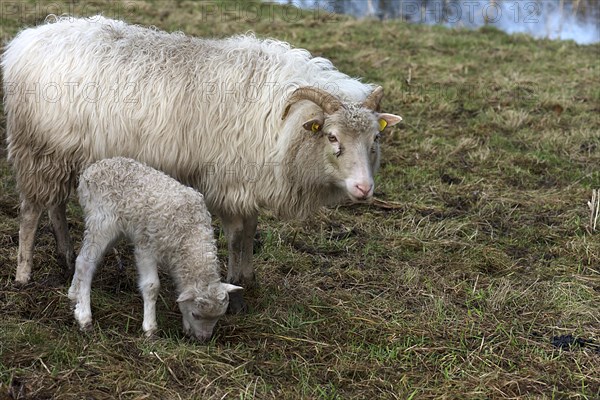 Horned moorland sheep (Ovis aries) with their lamb on the pasture, Mecklenburg-Western Pomerania, Germany, Europe