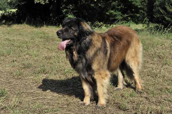 Leonberger Hund, A large dog stands on a grass field with trees in the background, Leonberger Hund, Schwaebisch Gmuend, Baden-Wuerttemberg, Germany, Europe
