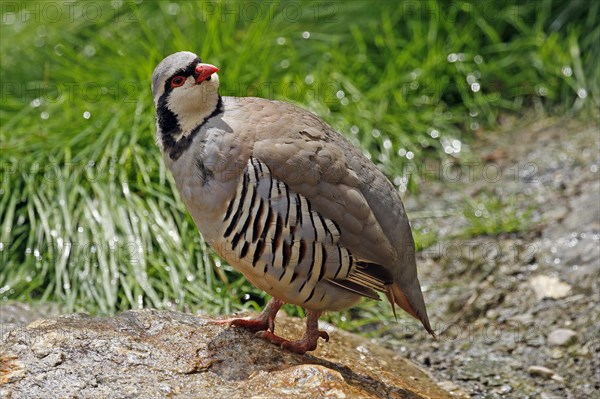 Rock partridge (Alectoris graeca), mountains