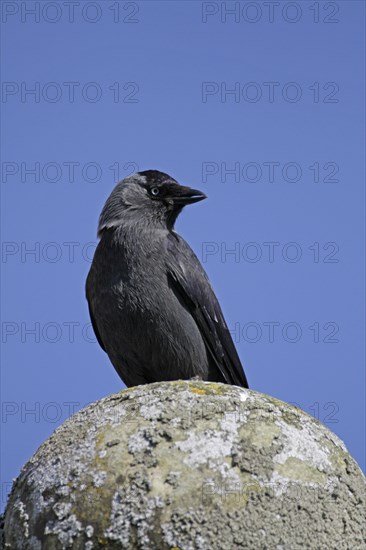 Western jackdaw (Corvus monedula)