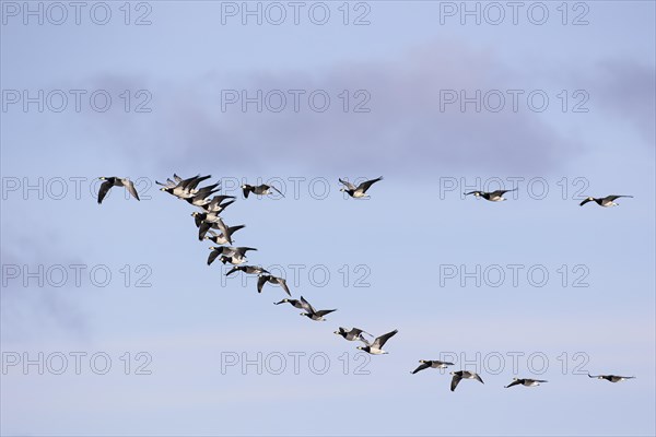 Barnacle goose (Branta leucopsis), small flock in flight, Laanemaa, Estonia, Europe