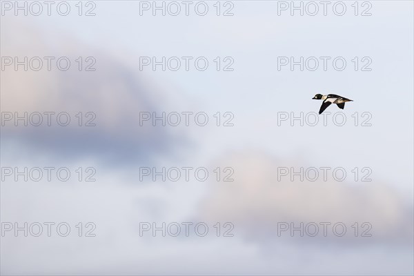 Common goldeneye (Bucephala clangula), adult male in flight, Laanemaa, Estonia, Europe