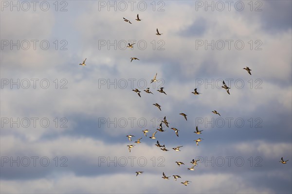 Eurasian wigeon (Anas penelope), small flock in flight, Laanemaa, Estonia, Europe